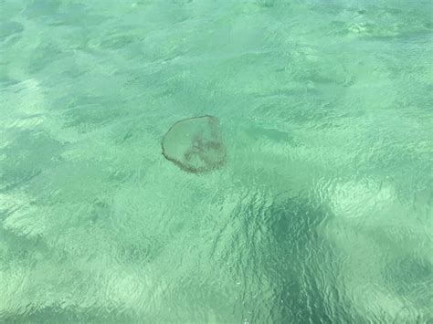 Destin Florida Jellyfish