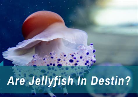 Jellyfish In Destin