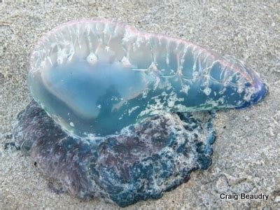 Jellyfish In Florida Identify Types Of Jellyfish Found On Florida Beaches