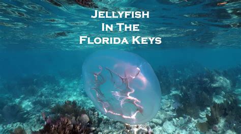 Jellyfish In Florida Keys What Types Are Common Dangerous