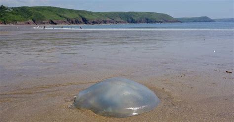 Jellyfish Tips On Avoiding Them And What To Do If You Re Stung The