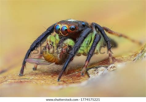 Jumoing Spider Shots Vietnam Stock Photo 1774575221 Shutterstock