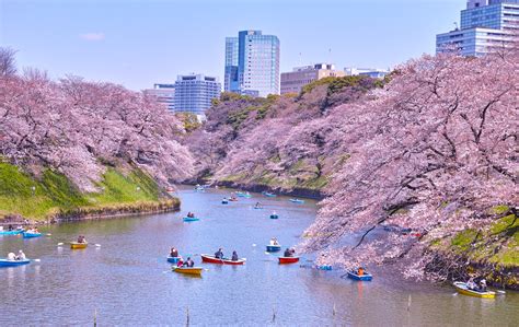 Just Crazy About Seasons In 2020 Japanese Festival