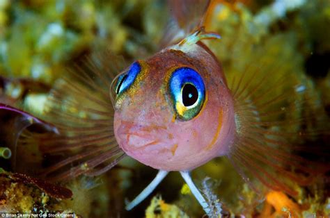 Just Gorgeous A Blue Eyed Triplefin Fish From New Zealand Features In