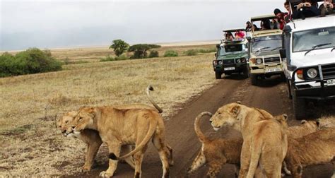 Kenya Round Trip Safari By Africa Venture Safaris With 10 Tour Reviews