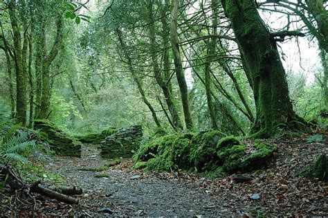 Knockomagh Wood Nature Reserve Location Activeme Ie