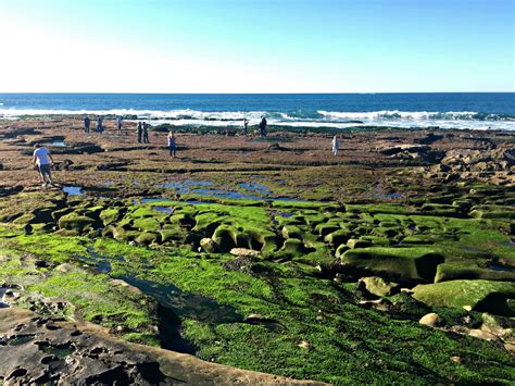 La Jolla Tide Pools An Ecosystem At Your Feet La Jolla By The Sea