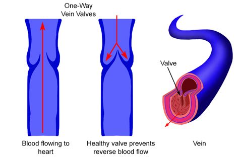 Labelled Diagram Of Vein Valves And Vein Artery Circuit