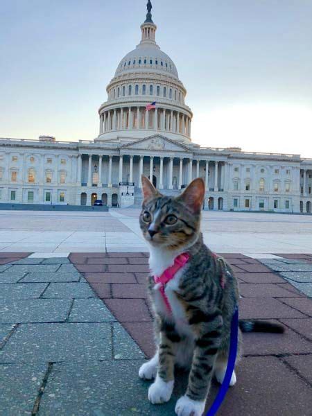 Lana The Adventure Cat Explores The Us Capitol With Her People Could