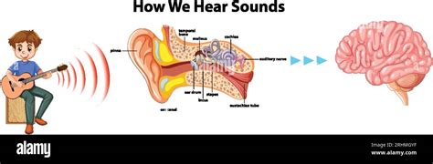 Learn How Sound Travels Through The Ear And Reaches The Brain In This