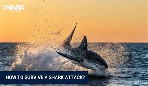 Learn How To Survive A Shark Attack Tips That Will Save Your Life