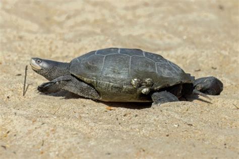 Letters For Jan 10 Virginia Beach Project Could Threaten Terrapin