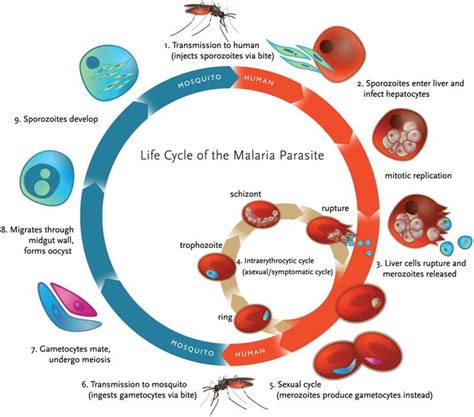 Life Cycle Of Malaria Parasite Malaria Transmission Occurs Through A