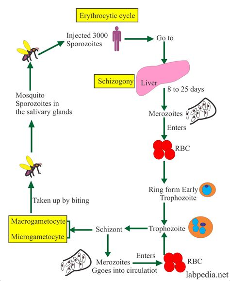 Life Cycle Of Malaria Parasite Ppt