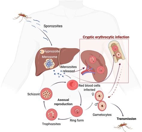 Life Cycle Of Plasmodium Vivax Pdf Protuberant Blogs Diaporama