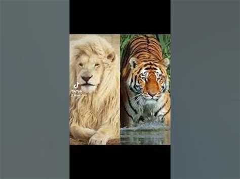 Lion And Tiger Video 5Th Vidoe Lion Tiger Youtube