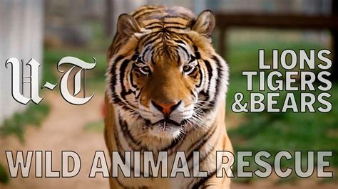 Lions Tigers Bears Wild Animal Rescue San Diego Union Tribune