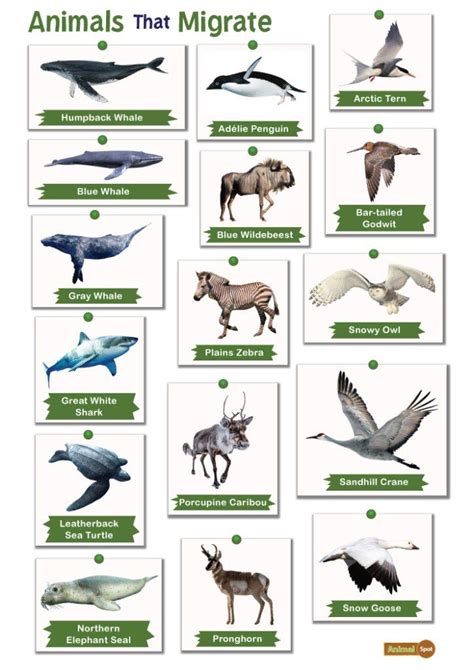 List Of Animals That Migrate