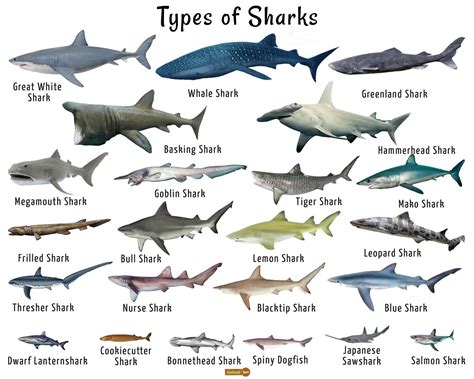 List Of Shark Species And Facts