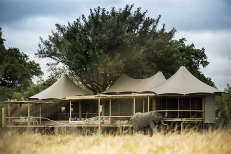 Little Mombo Camp Moremi Botswana Wilderness