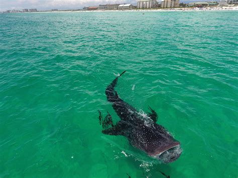 Living And Playing In Destin Fl Shark Sighting In Destin