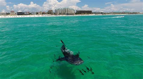 Living And Playing In Destin Fl Sharks In The Destin News