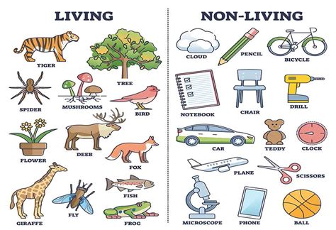 Living Things And Non- Living Things Worksheet Live, 53% Off