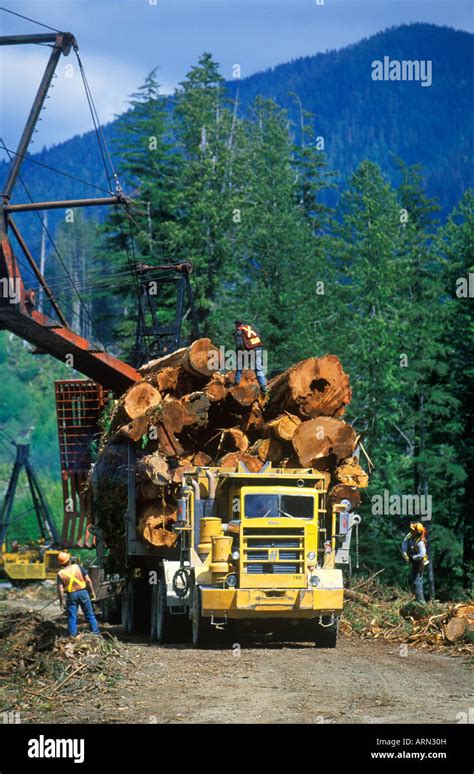 Logging Trucks Haul Cedar Above Carmanah Valley Vancouver Island