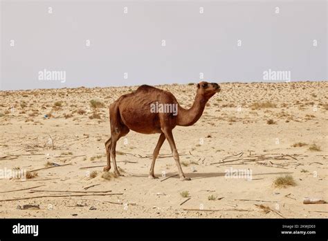 Lonely Camel In The Desert Wild Animals In Their Natural Habitat