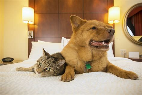 Looking For Pet Friendly Hotels In The Us That Don T Charge A Fortune