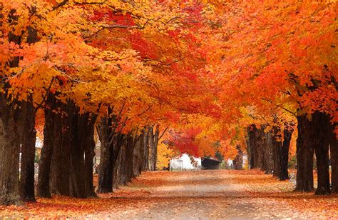 Looking To Enjoy The Beautiful Fall Foliage In Fall Check Out Some Of