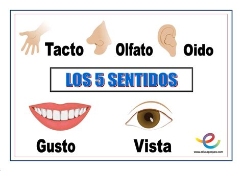 Los 5 Sentidos Del Cuerpo Video Educativo Para Ni Os Educacion Infantil Con Los Titeres