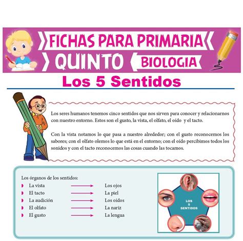 Los 5 Sentidos Para Quinto De Primaria Articulos Educativos