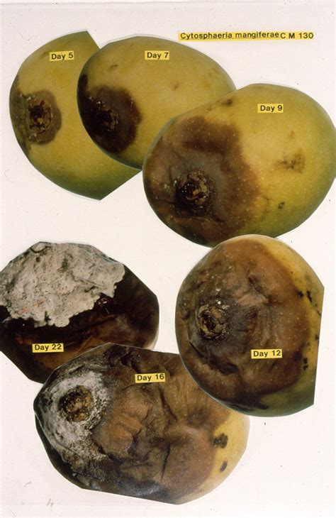 Lugares Disease Symptoms