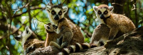 Madagascar Travel Guide Interesting Facts About Madagascar Exoticca Blog