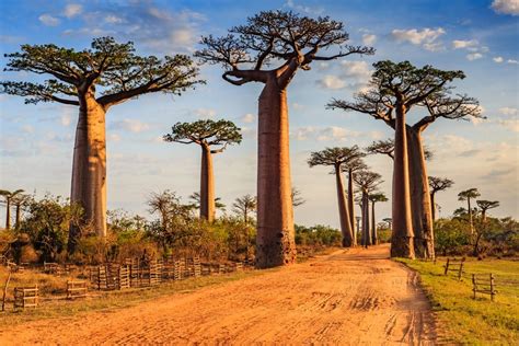 Madagaskar Wakacje Podr E Szyte Na Miar Feel The Travel