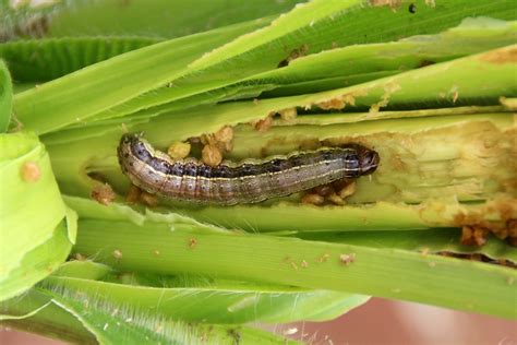 5 Ways Armyworms Travel