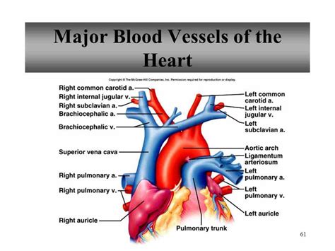 Major Blood Vessels In The Heart Medicinebtg Com