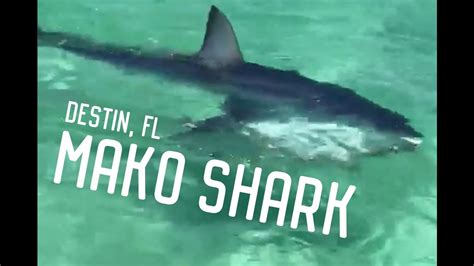 Mako Shark Spotted In Destin Fl Youtube