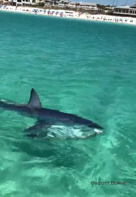 Mako Shark Spotted In Destin Fl