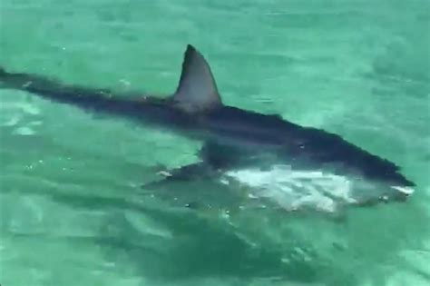 Mako Shark Spotted In Destin Near Capt Daves On The Gulf