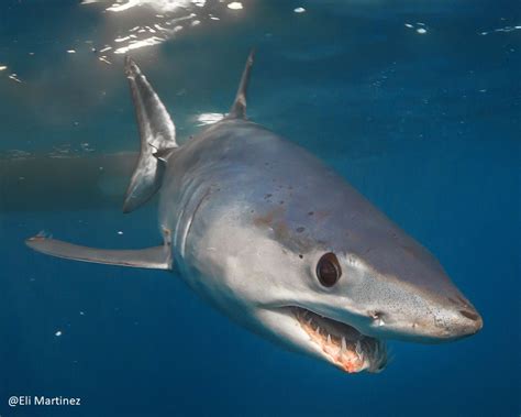 Mako Shark Tracking Sharks