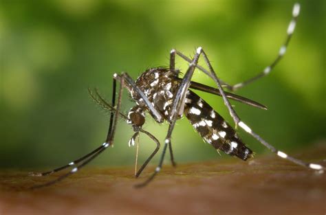 Malaria In Thailand Signs Symptoms And Treatments