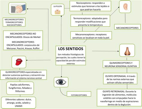 Mapas Conceptuales De Los Sentidos Descargar