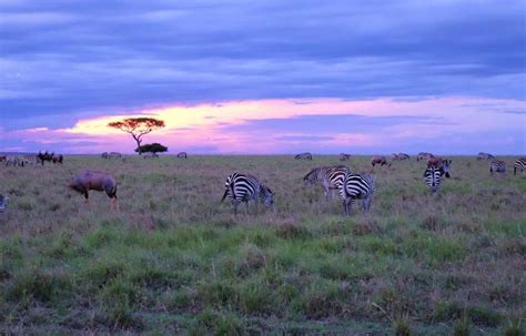 Masai Mara Travel Guide Explore Travel Africa