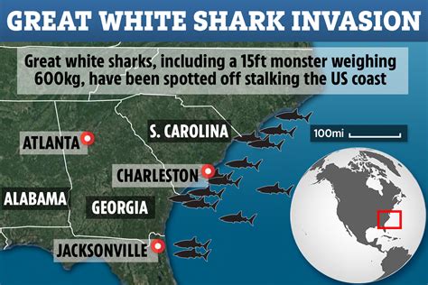 Massive Group Of Great White Sharks Are Stalking The Us Coastline Including A 15Ft 95 Stone