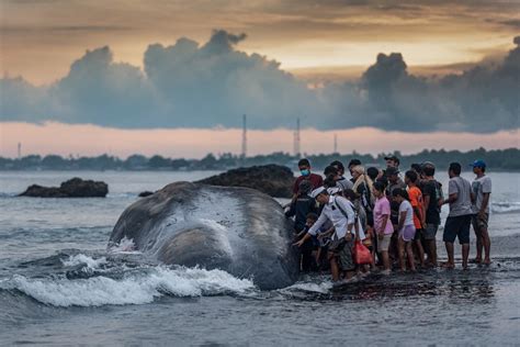 Massive Sperm Whale Beaches Itself Dies In Bali Archipelago The