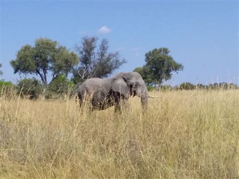 Maun Private Guided Day Safari In Moremi Game Reserve Getyourguide