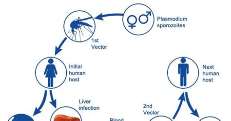 Medfriendly Medical Blog 10 Facts About Malaria