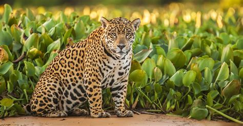 Meet El Jefe The Only Known Jaguar Living In The United States The